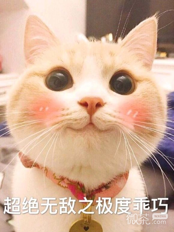 微信超可爱蠢萌喵星人表情包