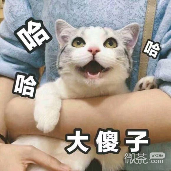 微信超可爱蠢萌喵星人表情包