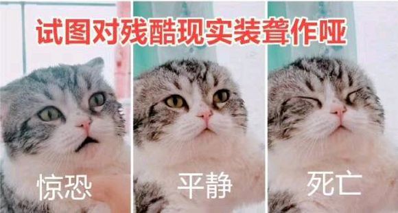 超可爱喵星人微信表情包