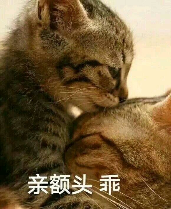 微信搞笑喵星人表情包