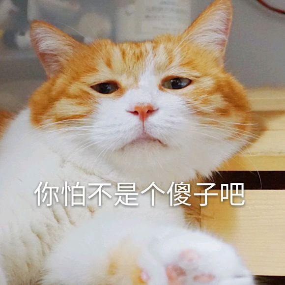 微信搞笑喵星人表情包
