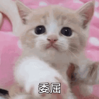 笑不出来微信恶搞熊猫头撕逼斗图微信表情包