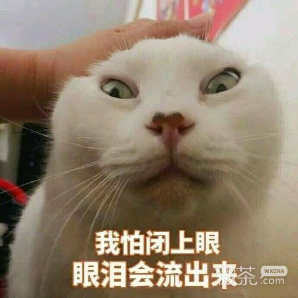 微信超可爱蠢萌喵星人表情包