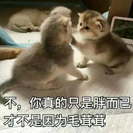 微信超可爱蠢萌喵星人表情包