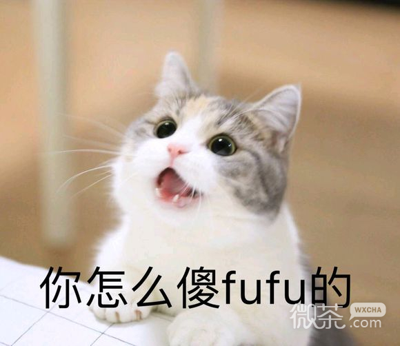 微信超可爱蠢萌喵星人表情包