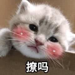微信恶搞喵星人撕逼群聊斗图表情包