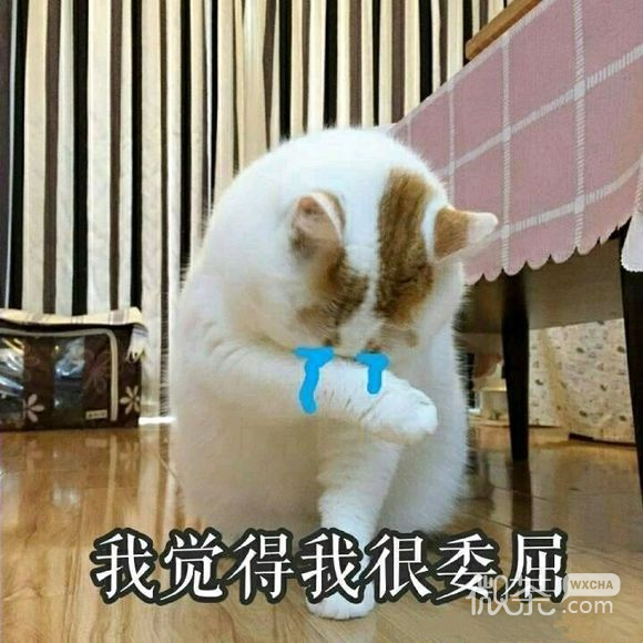 微信超可爱蠢萌喵星人表情包