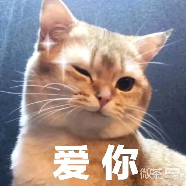 微信恶搞喵星人撕逼群聊斗图表情包
