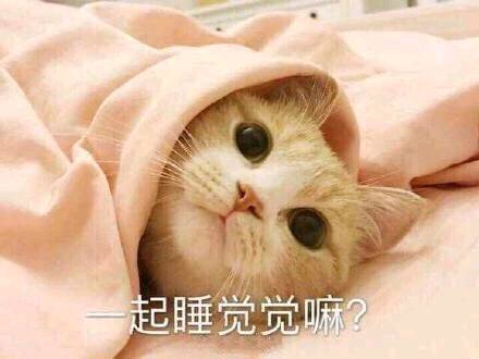 微信超可爱蠢萌喵星人表情包