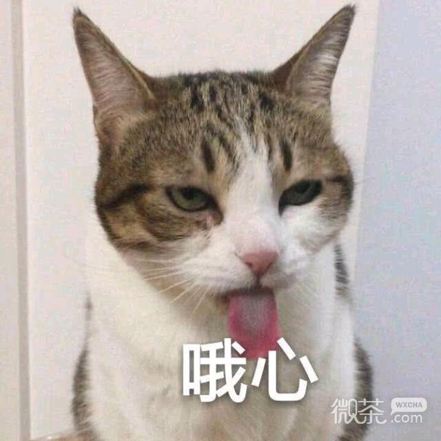 微信恶搞喵星人撕逼群聊斗图表情包