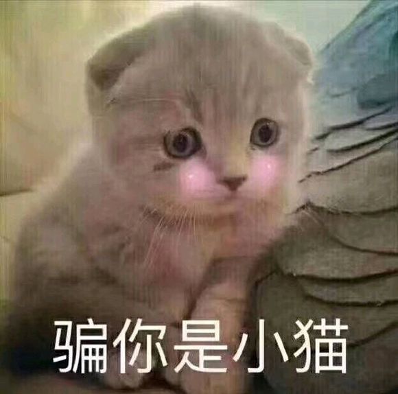 微信搞笑喵星人表情包