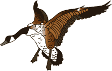 可爱萌萌哒的小鸟GIF系列微信表情包合集下载