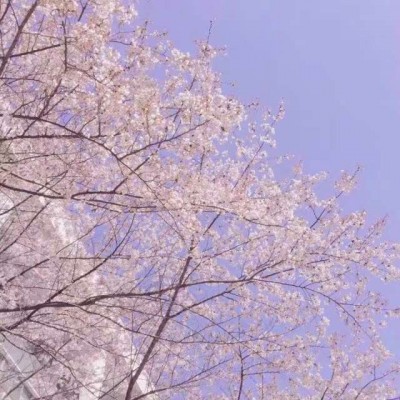 微信唯美时尚意境风景静物头像