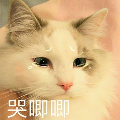 微信近期斗图恶搞表情包2019/2/26（二）