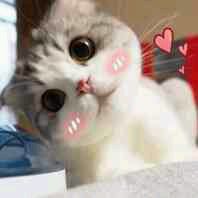 微信群聊傻屌杂图斗图表情包