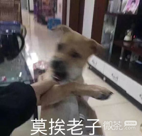 微信近期斗图恶搞表情包2019/2/27（二）