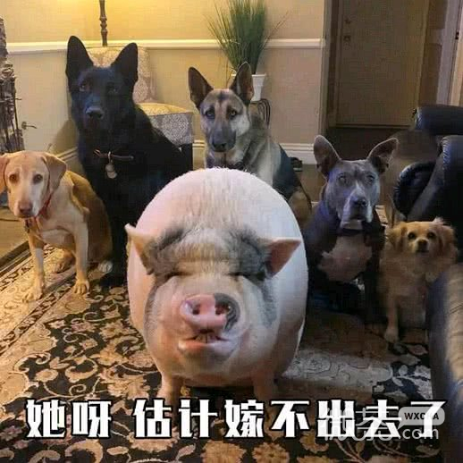 微信近期斗图恶搞表情包2019/2/27（二）