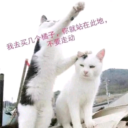 微信搞怪傻屌斗图表情包