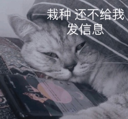 微信社会搞怪喵星人表情包