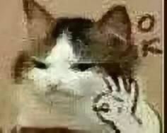 微信社会搞怪喵星人表情包