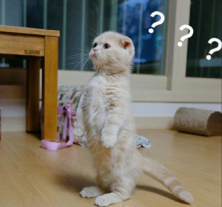 微信社会搞怪喵星人表情包