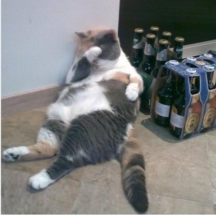 微信社会搞怪喵星人表情包