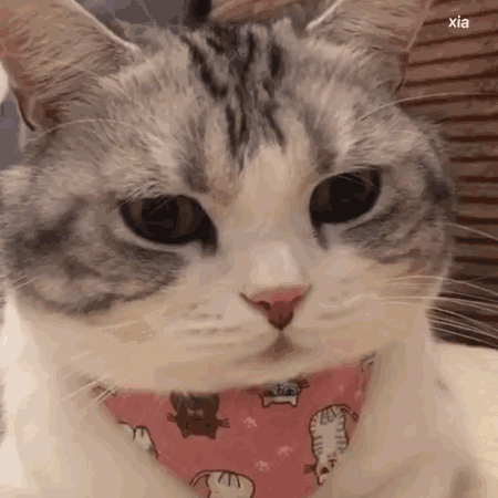 微信笑死了可爱喵星人表情包