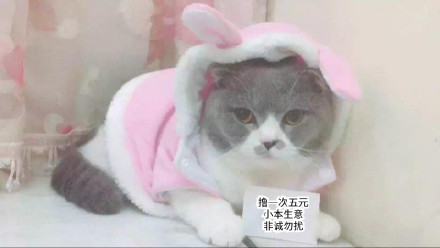 微信社会搞怪喵星人表情包