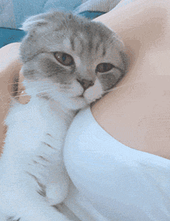 微信搞怪超可爱喵星人斗图表情包