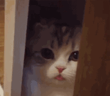 微信社会搞怪喵星人表情包