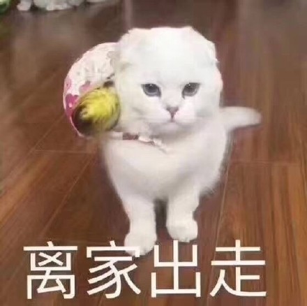 微信社会搞怪喵星人表情包