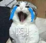 微信社会搞怪喵星人表情包