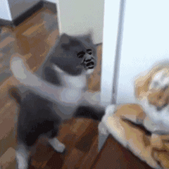 微信搞怪超可爱喵星人斗图表情包