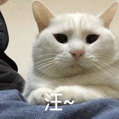 微信搞怪超可爱喵星人斗图表情包