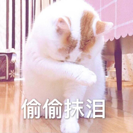 微信可爱萌喵星人斗图表情包