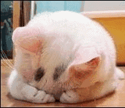 微信搞怪超可爱喵星人斗图表情包