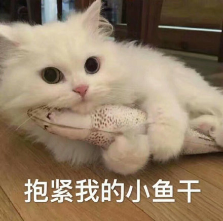 微信可爱萌喵星人斗图表情包