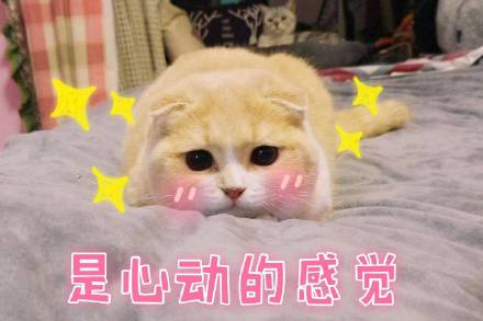 微信可爱萌喵星人斗图表情包