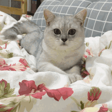 微信搞怪超可爱喵星人斗图表情包