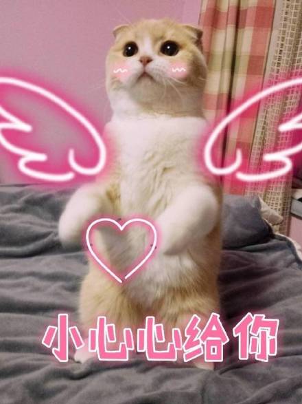 微信可爱萌喵星人斗图表情包