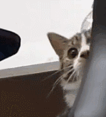 微信社会搞怪喵星人表情包