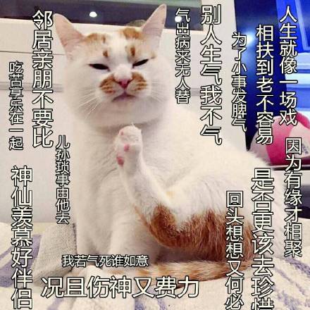 微信搞怪超可爱喵星人斗图表情包