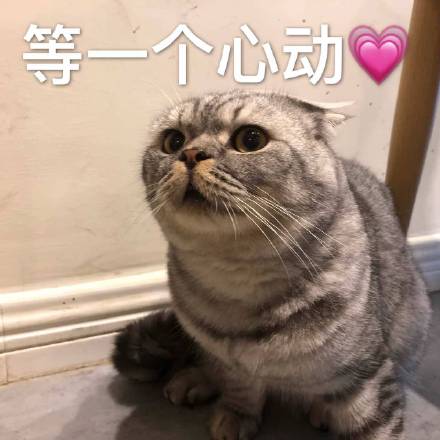 微信社会搞怪喵星人表情包