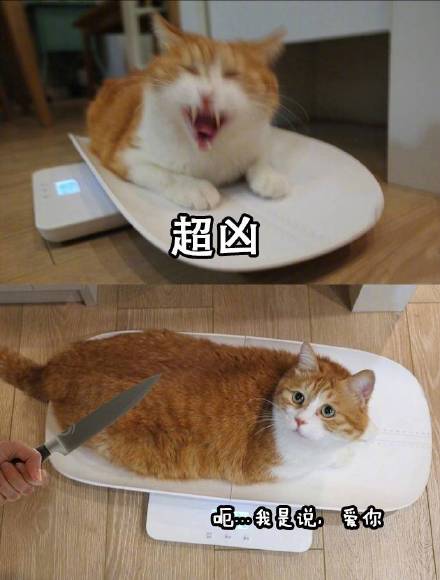 微信可爱萌喵星人斗图表情包