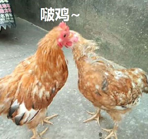 微信近期斗图恶搞表情包2019/2/28(二)