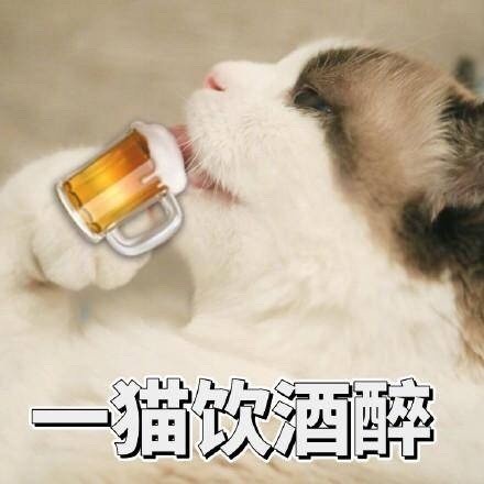 微信社会搞怪喵星人表情包