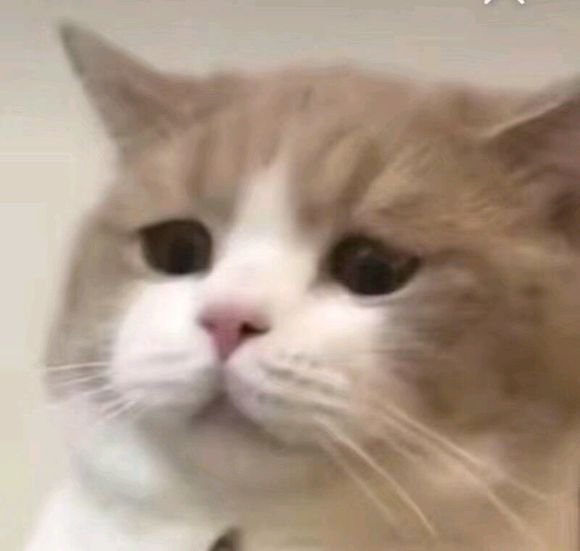 可爱搞怪斗图微信表情包