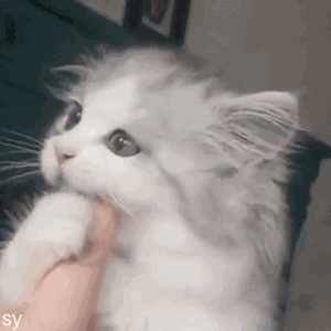 可爱搞怪斗图微信表情包