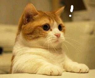 可爱搞怪斗图微信表情包