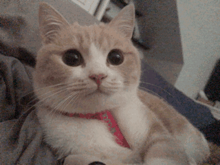 可爱搞怪斗图微信表情包